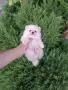 Мини момченце. Померан., снимка 7