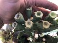 Смокиня индийска, Кактус опунция, Opuntia ficus-indica Etna, екзотични,овощни, снимка 12