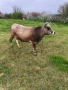 Продавам крава БРГ , снимка 4