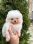 Померан момче, снимка 2