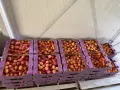 Кайсии за ракия и за лична консумация не остава почти сме края на сезона заповядайте , снимка 2