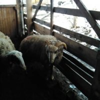 Продават се кочове,шилета и агнета, снимка 7 - Овце - 39505595