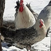 Сребърно Брезе-разплодни яйца, снимка 9 - Кокошки и пуйки - 27645537