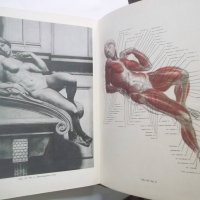 Книга Пластическая анатомия и изображение человека на ее основах - М. Ц. Рабинович 1985 г., снимка 4 - Други - 30629063