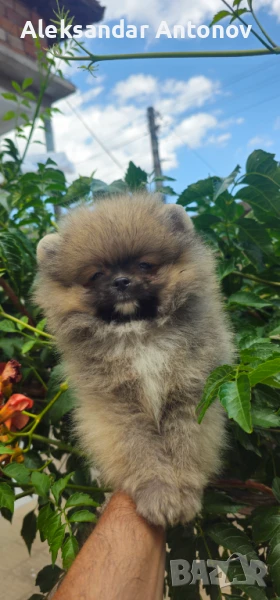 Померан , снимка 1