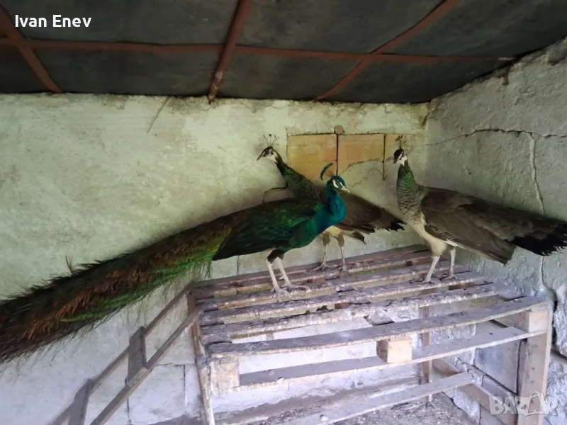 Пауни , снимка 1