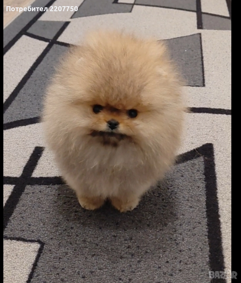 продавам померан , снимка 1