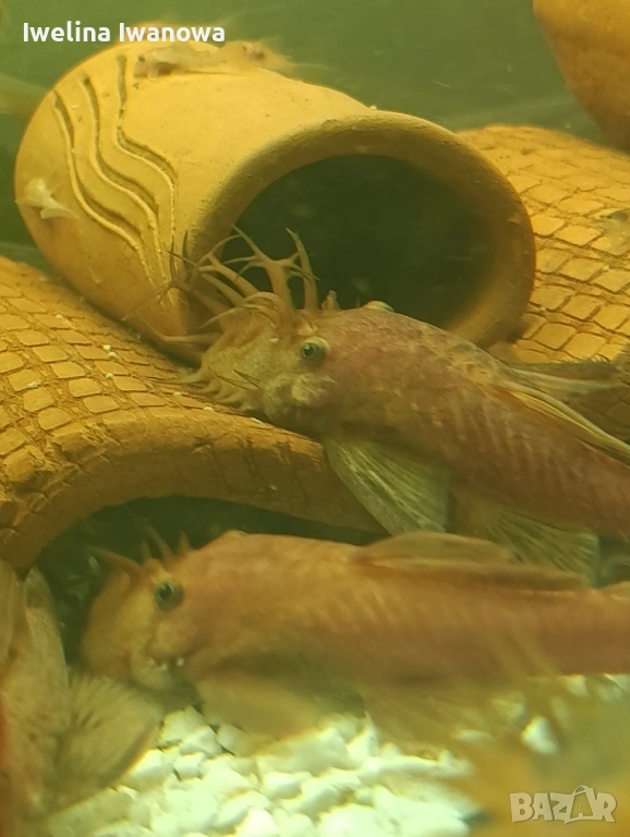 Продавам анциструси, снимка 1