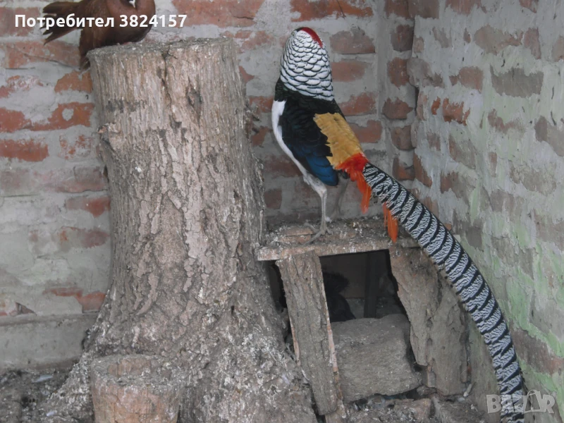 Диамантени фазани, снимка 1