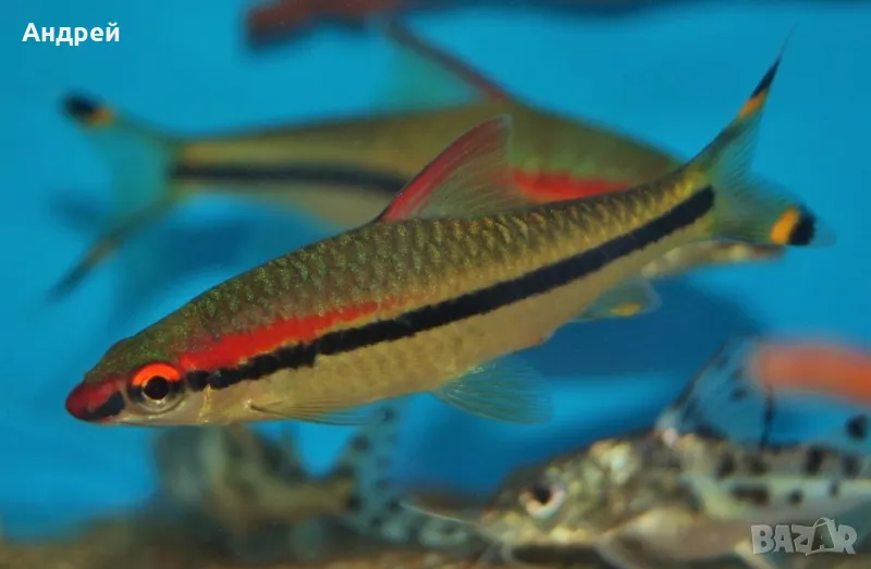 Барбус Денисони, снимка 1