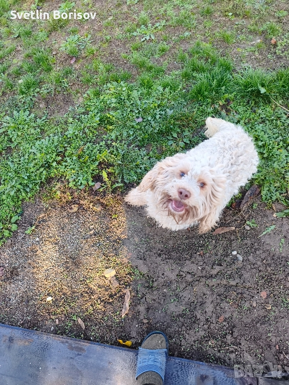 кучета за трюфели, снимка 1