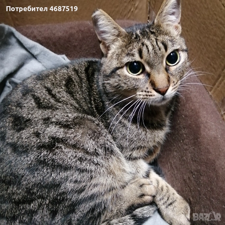 Търсим дом на Тъчи, снимка 1