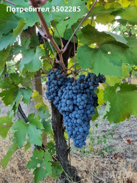 Грозде сорт Мавруд , снимка 1