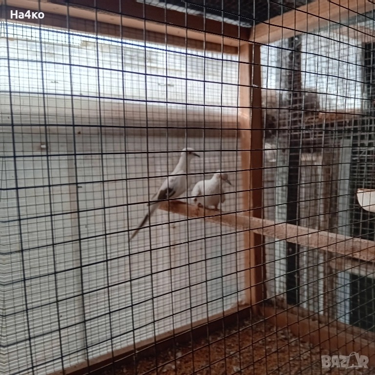 Продавам чивтове диамантени гугутки, снимка 1