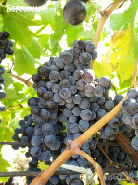 Грозде Мерло, снимка 1