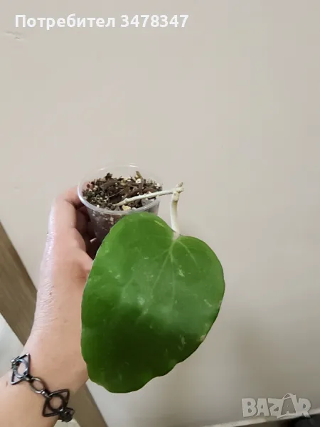 Хоя Balaensis, снимка 1