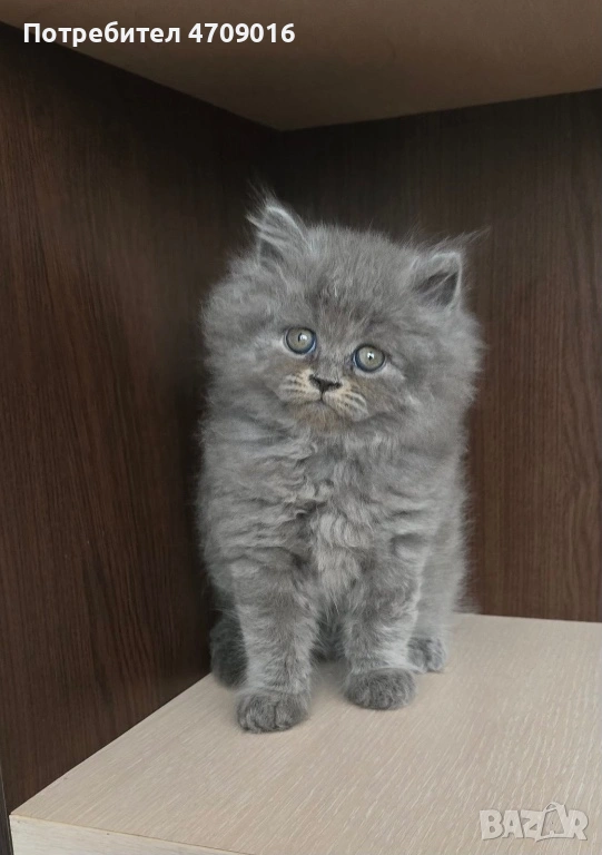 Плюшена магия в два цвята: Елитно Британско облаче и Шотландско слънчице!" 👑🐾, снимка 1