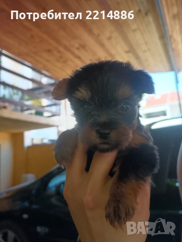 Мини йоркширски териери , снимка 8 - Йоркширски териер - 37413803