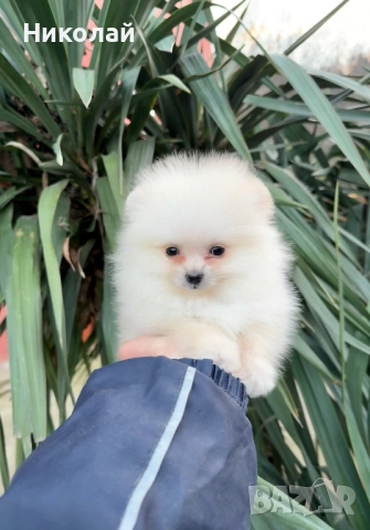 Померан мини момче със втора ваксина, снимка 6 - Померан - 52930855