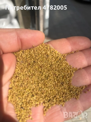 Продавам люцерното семе, снимка 2 - Сортови семена и луковици - 54023621