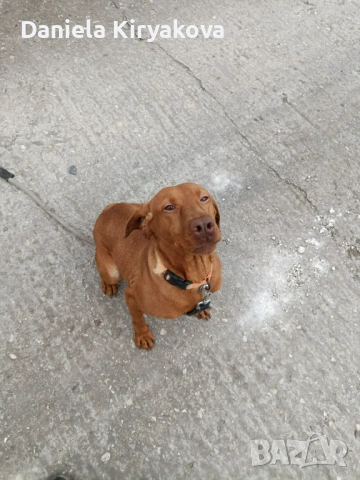 Продава се женска визла 