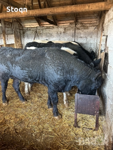 Продавам 5 Мъжки Телета, снимка 4 - Крави - 52661367