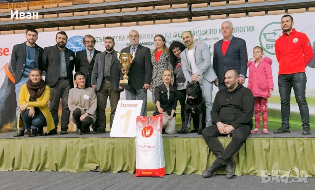 Cane Corso ELITE, снимка 5 - Кане корсо - 52355264