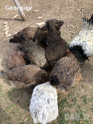 Катунски кокошки - Уникални, снимка 3 - Кокошки и пуйки - 42894938