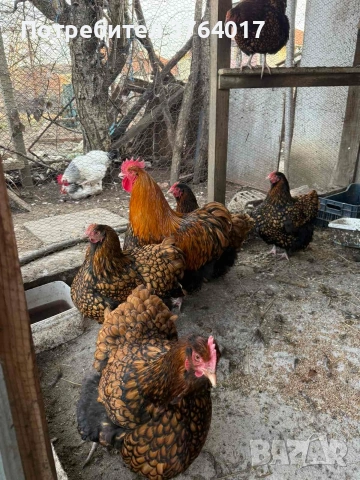 Златнокантриран Орпингтон свободни 