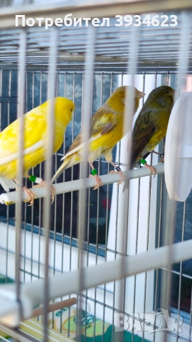 Продавам Канари Орфей , снимка 2 - Канари - 51960838