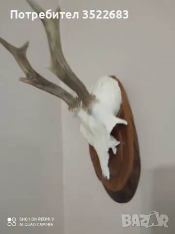Рога от сръндак , снимка 4 - Декорация за дома - 48891174