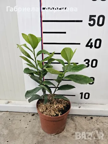 Лавровишна новита , снимка 2 - Разсади - 47466341