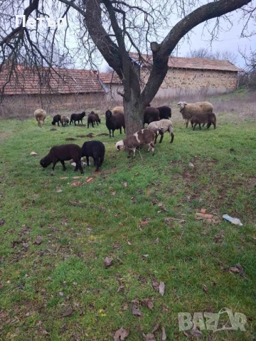 Продавам овце и агнета , снимка 2 - Овце - 53060848