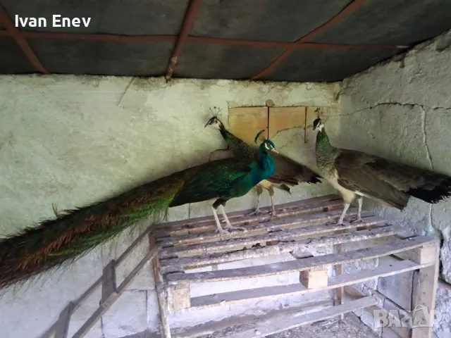 Пауни , снимка 1