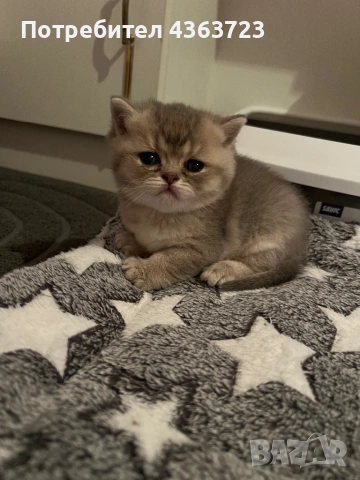 Британски късокосмести, снимка 6 - Британска късокосместа - 54171796