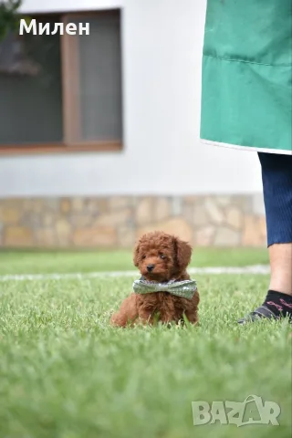 Той пудел Toy poodle, снимка 3 - Пудели - 55006000