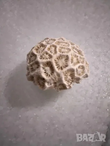 корал от Индийския океан