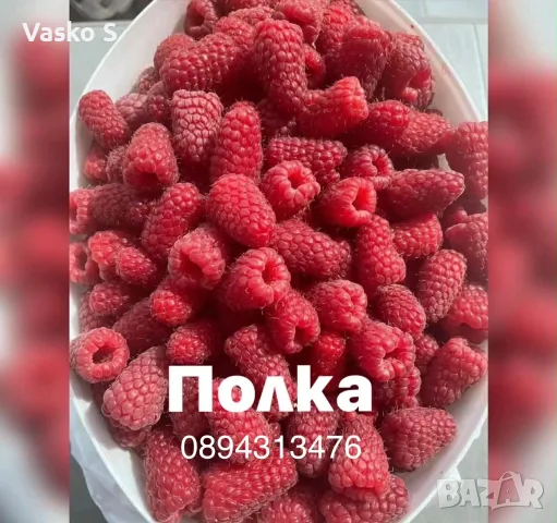 Малини сезон 2026, снимка 6 - Оранжерии - 55717495