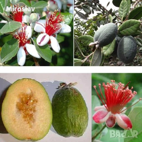 Ананасова гуава (Фейхоа)