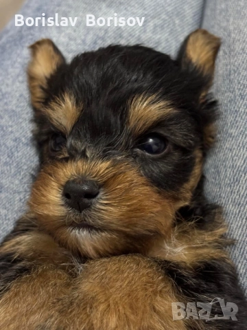 Йоркширски териер