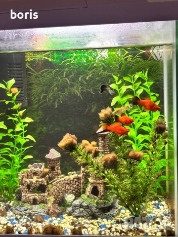 Аквариум 60 литра + шкафчето и рибките, снимка 5 - Аквариуми - 52593333