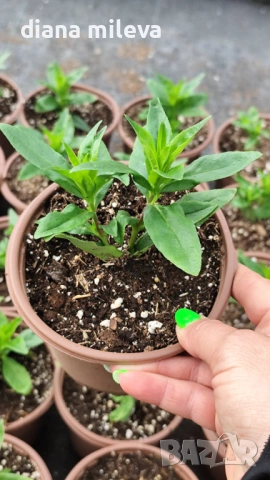 Пенстемон лилав, Penstemon polaris Purple, студоустойчив, снимка 7 - Градински цветя и растения - 54093394