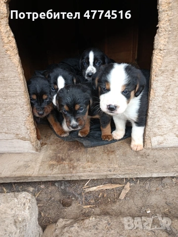 Подарявам пет малки кученца, снимка 5 - Други - 53939684