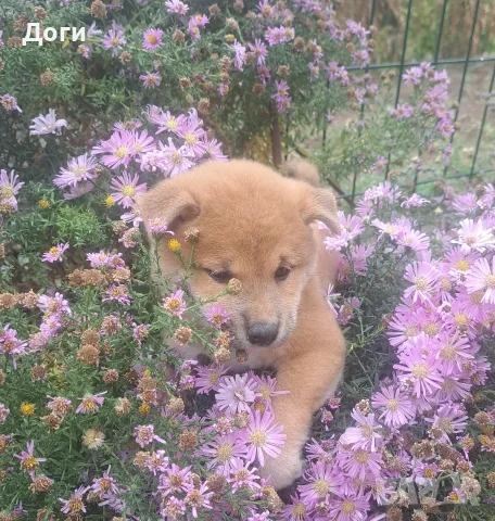 Продава Шиба ину, снимка 9 - Шиба ину - 56448295