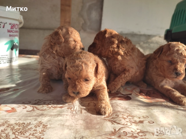 Той пуделчета 