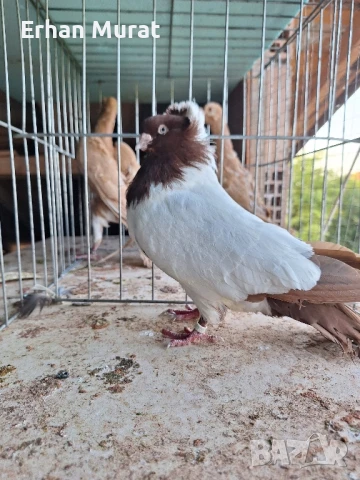 gılıbi, снимка 7 - Гълъби - 51081727