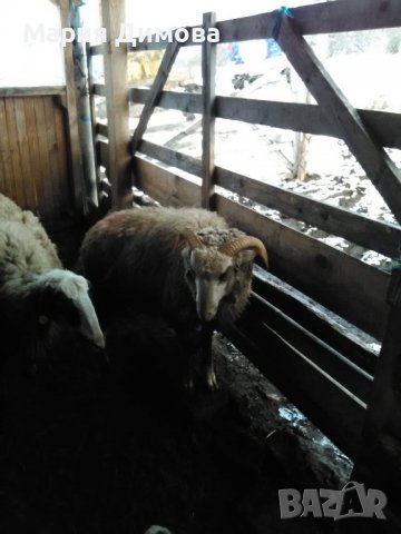 Продават се кочове,шилета и агнета, снимка 7 - Овце - 39505595