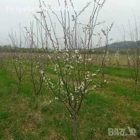 Овощни градини био- сливи до Правец, снимка 7 - Земеделска земя - 50220274