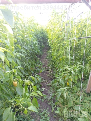 всеки ден прясно откъснати чушки черна капия и зелени , снимка 5 - Разсади - 52229258