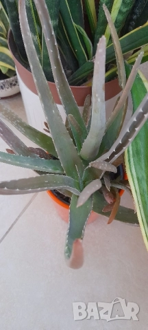 Цветя - алое, традесканция трицветна и лилава, калезия, снимка 2 - Стайни растения - 52022033